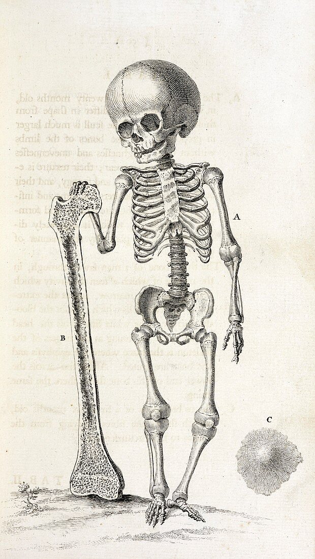 Child skeleton,18th century