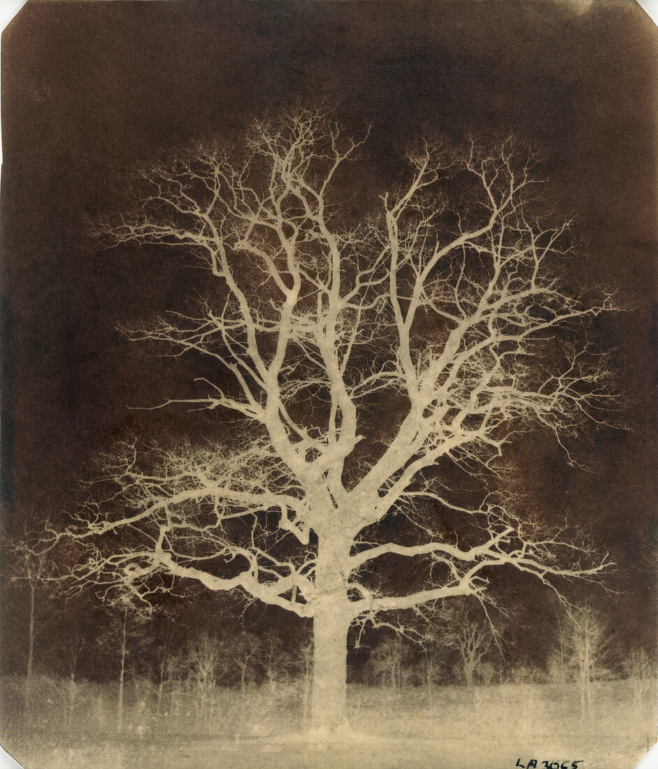 Oak tree,1840s calotype negative