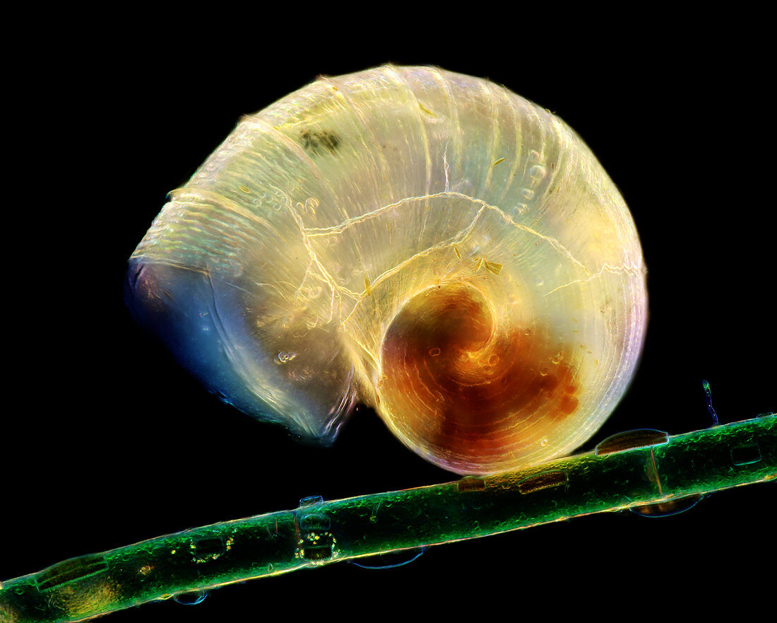 Aquatic snail and diatoms on algae