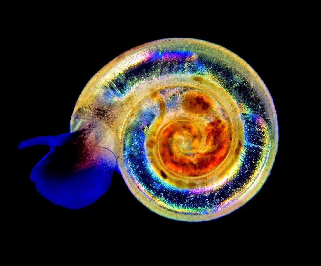 Aquatic snail,light micrograph