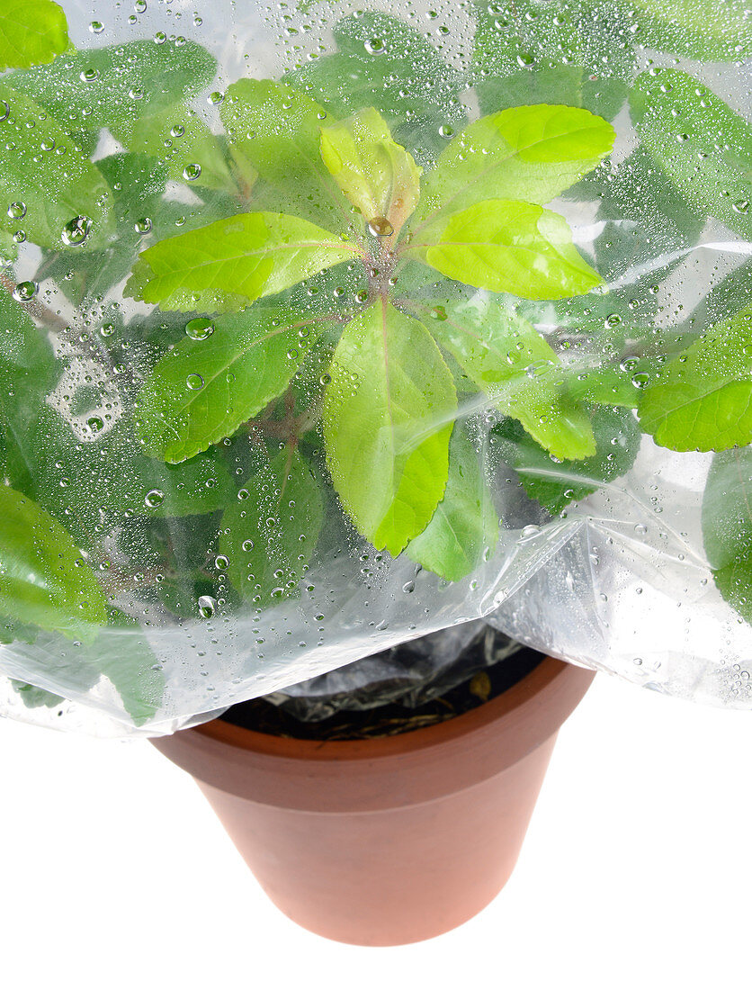Plant transpiration