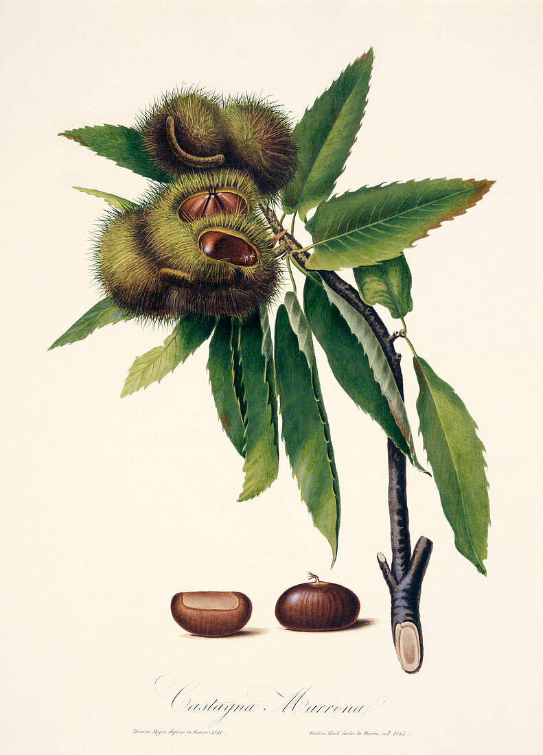 Sweet chestnut,19th century illustration
