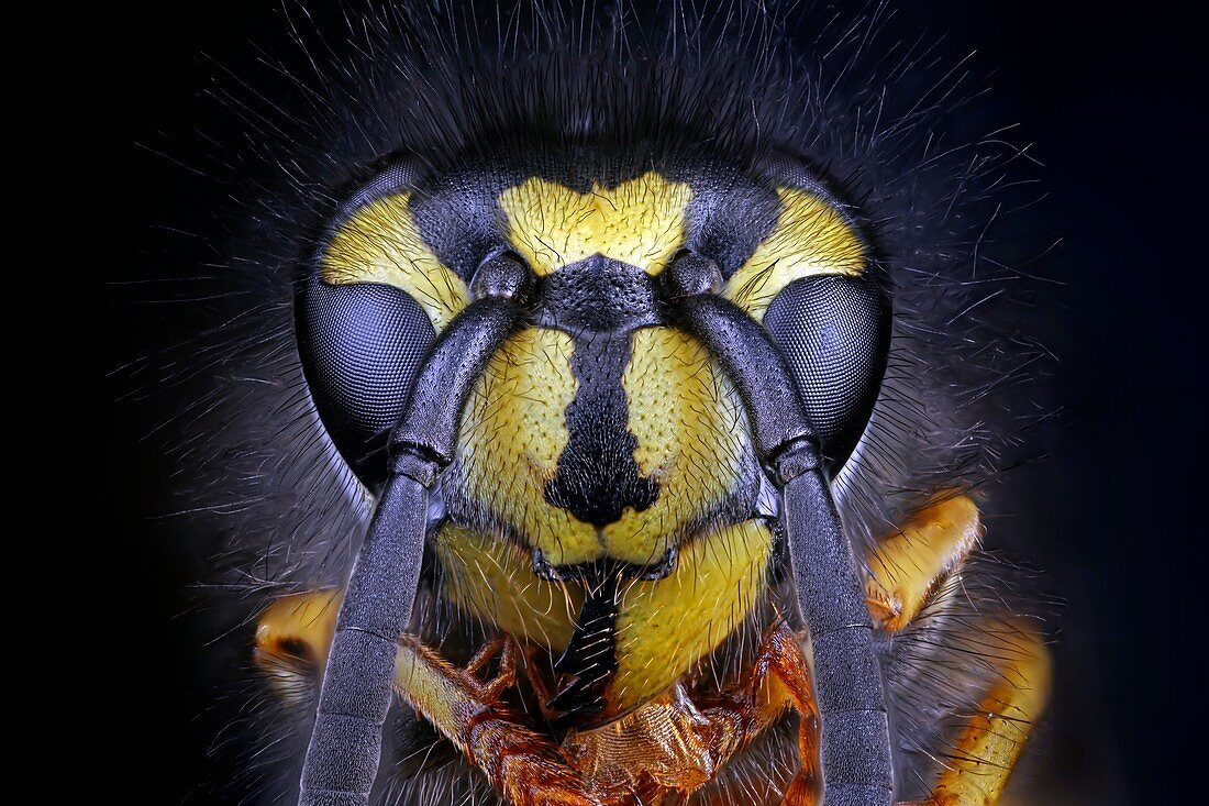 Wasp head,light micrograph