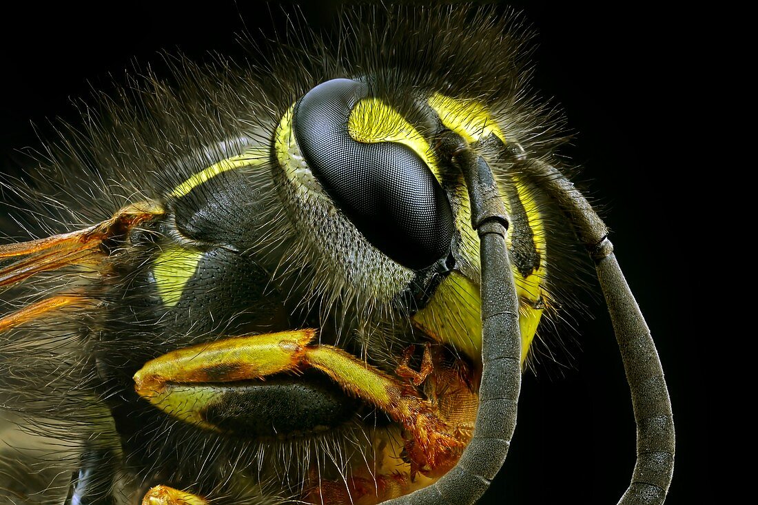 Wasp head,light micrograph