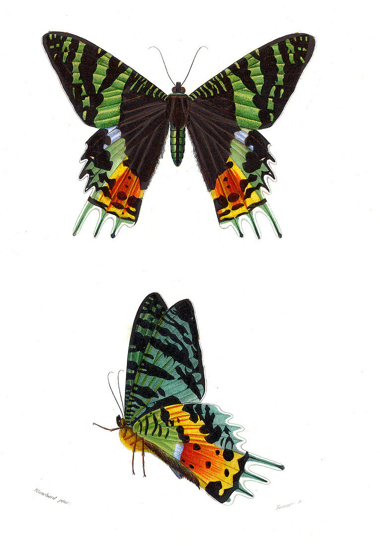 Madagascan sunset moth,illustration