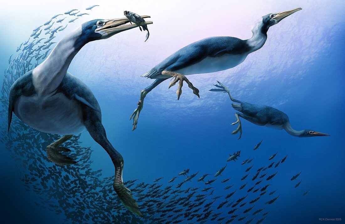 Hesperornis,prehistoric bird,artwork