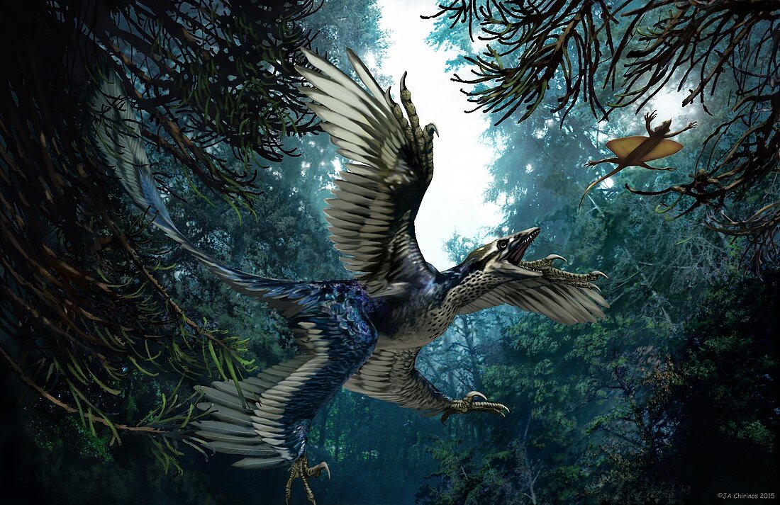 Microraptor,artwork