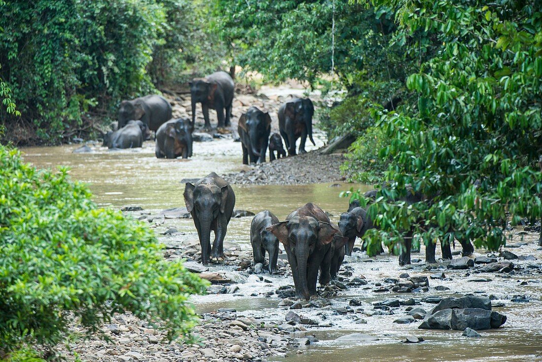 Bornean Pygmy Elephants