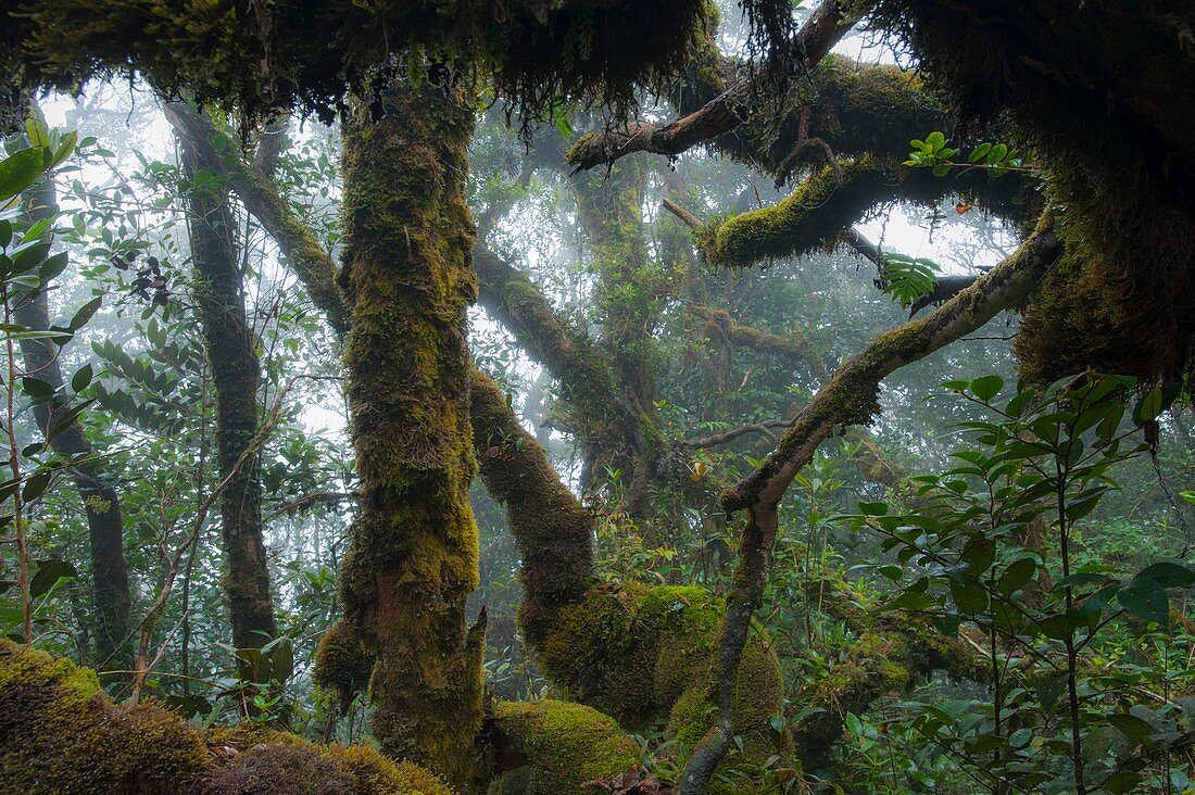 The mossy forest of the Cameron Highlands