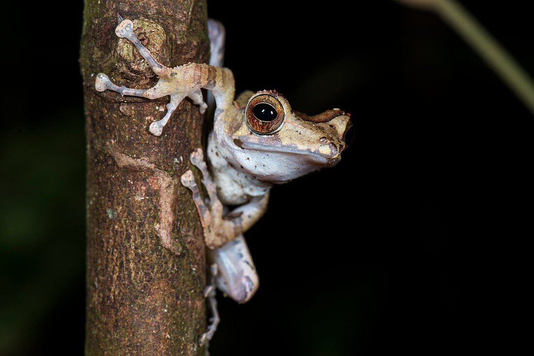 Collett's tree frog at night