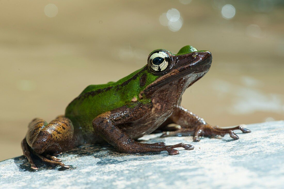 Frog by stream in Malaysia