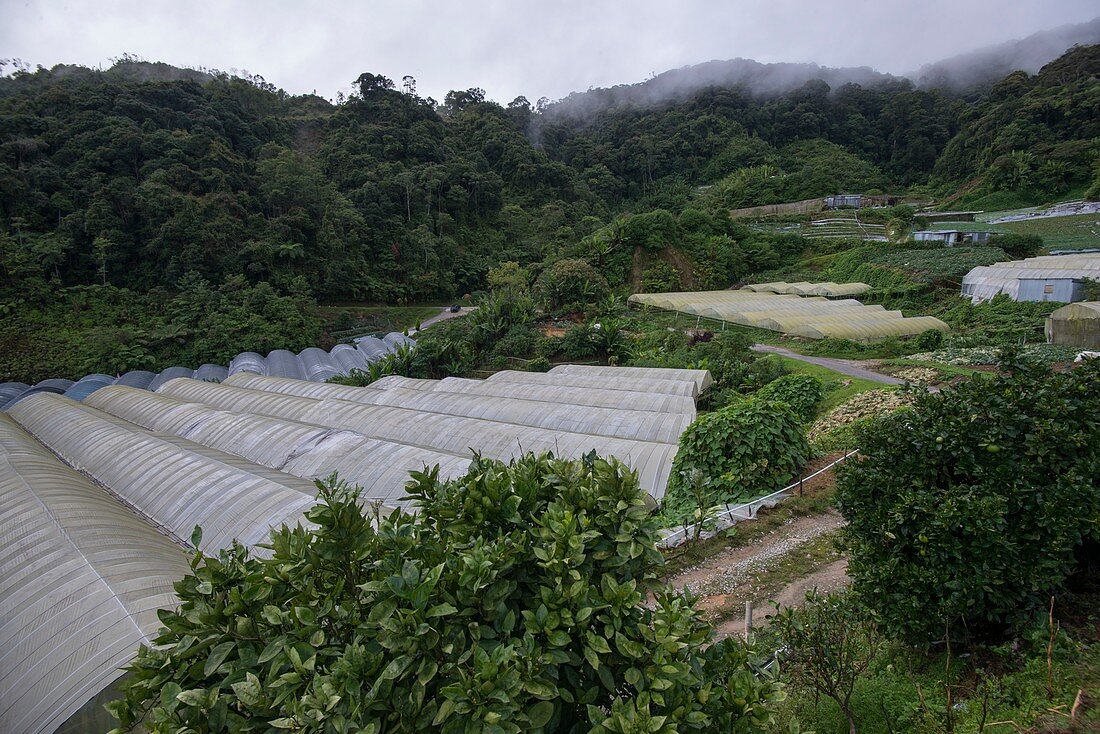 Commercial crops surrounded by forest