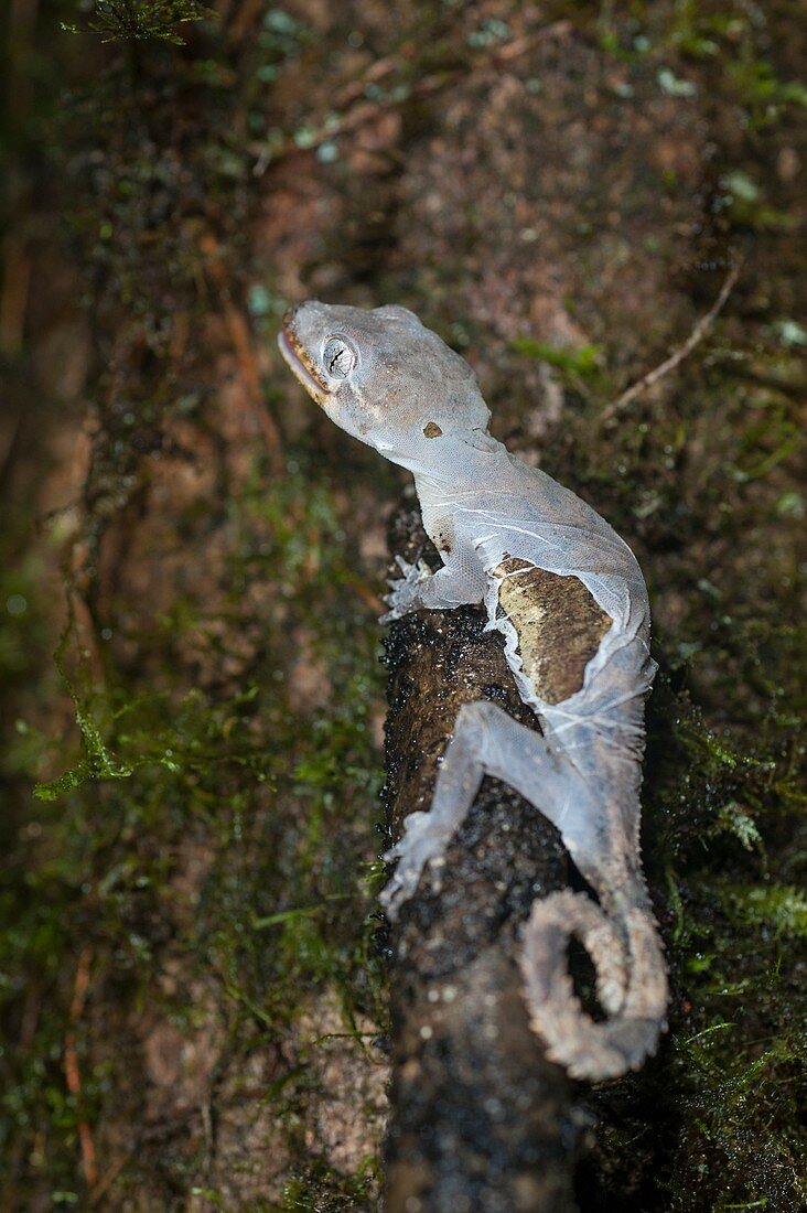 Gecko shedding skin