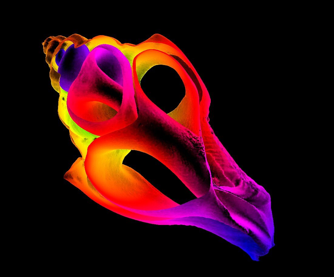 Whelk,3D CT scan