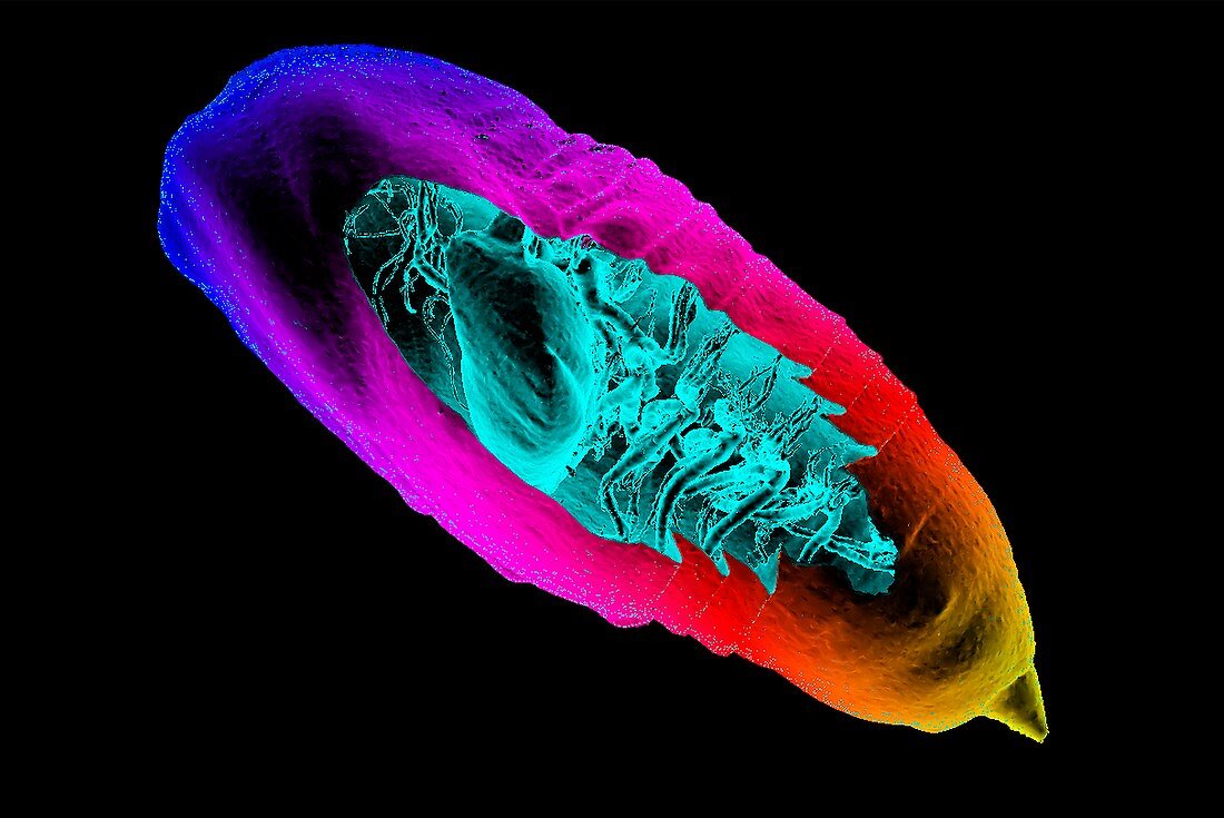 Tussock moth pupa,3D micro-CT scan