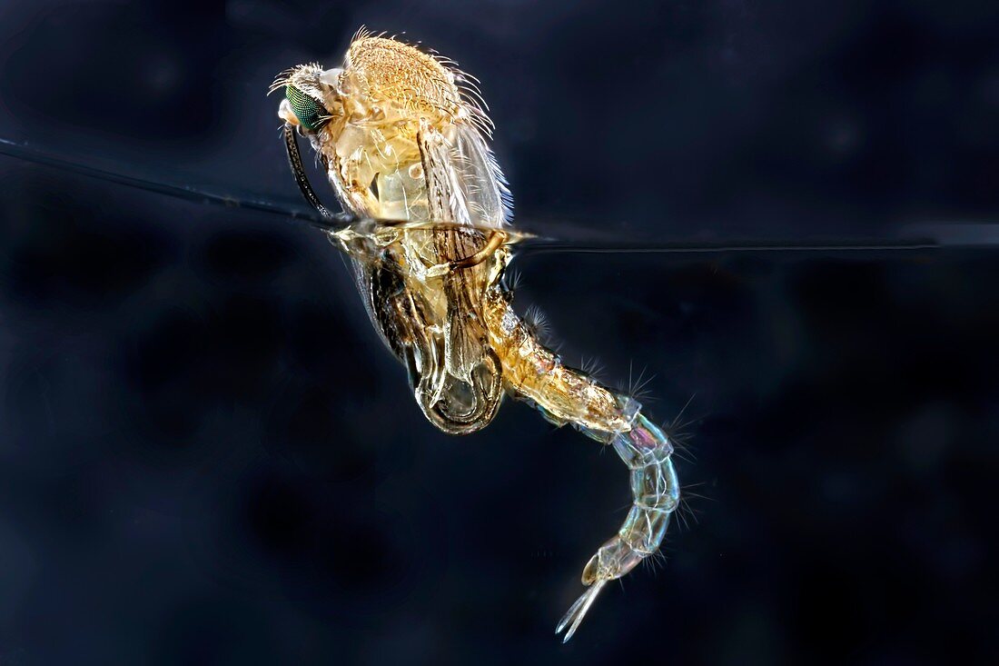 Mosquito pupa hatching,light micrograph