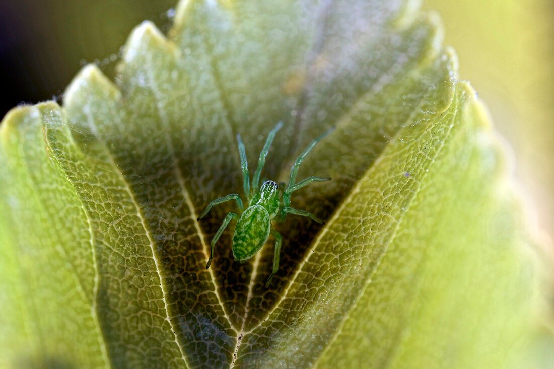 Spider on leaf