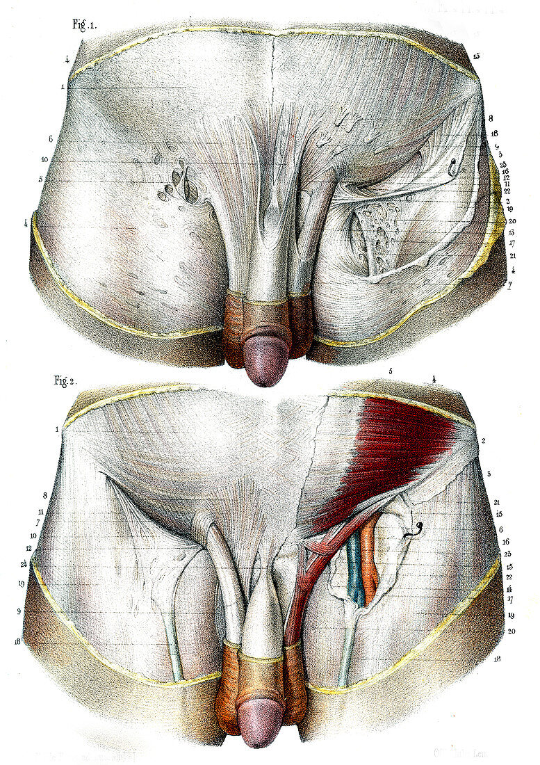 Male groin anatomy,illustrations