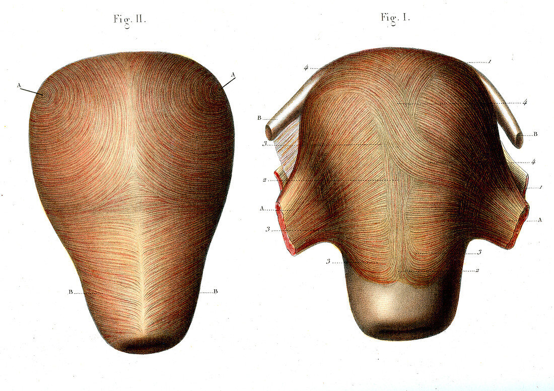 Uterus muscle structure,illustration