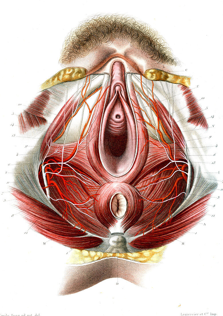Female perineum,illustration