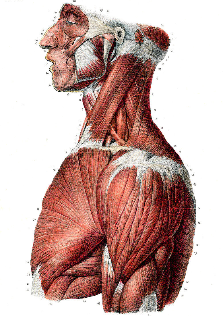 Upper body muscles,illustration