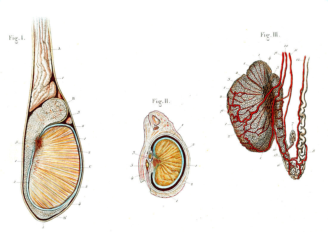 Testicle anatomy,illustration