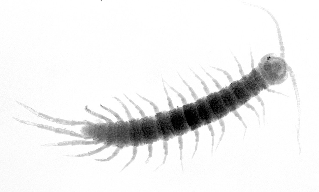 Brown centipede,X-ray