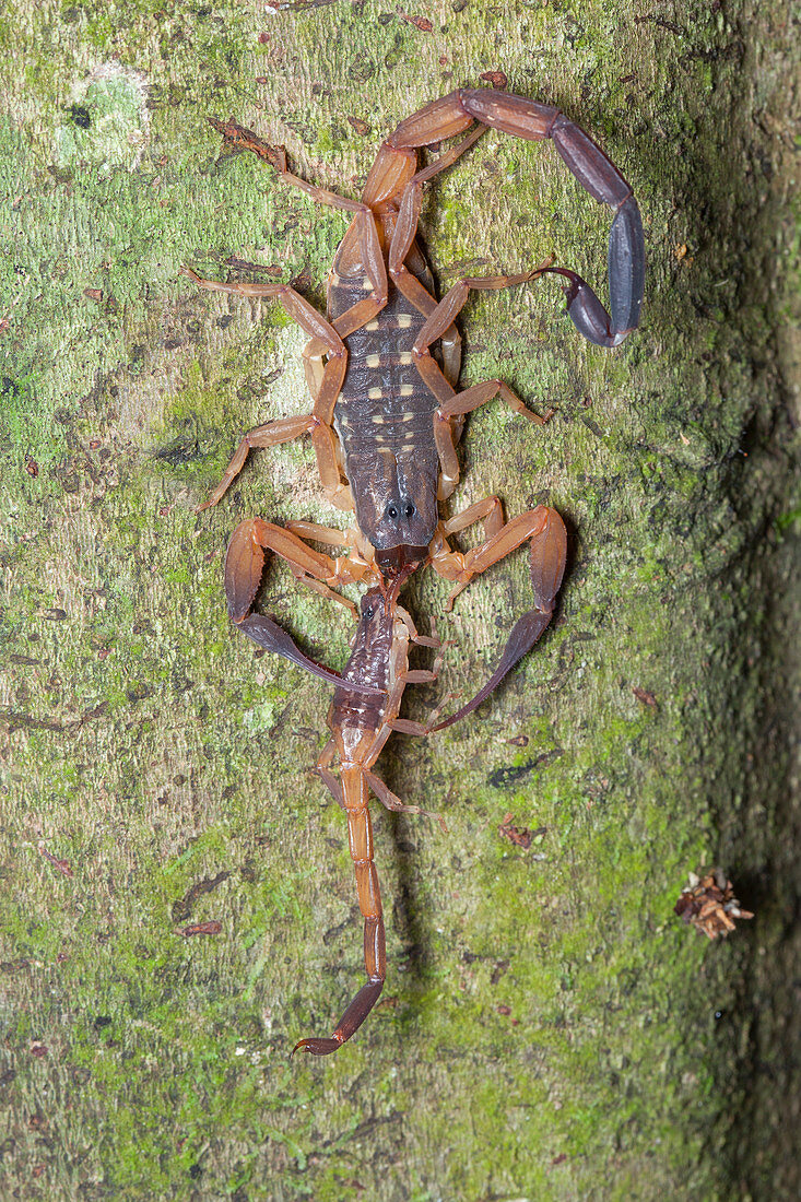 Scorpion with prey