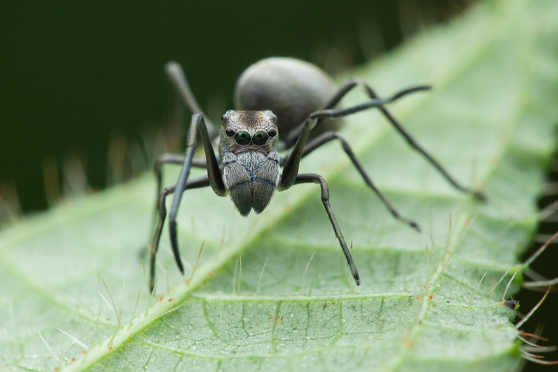 Ant mimic jumping spider