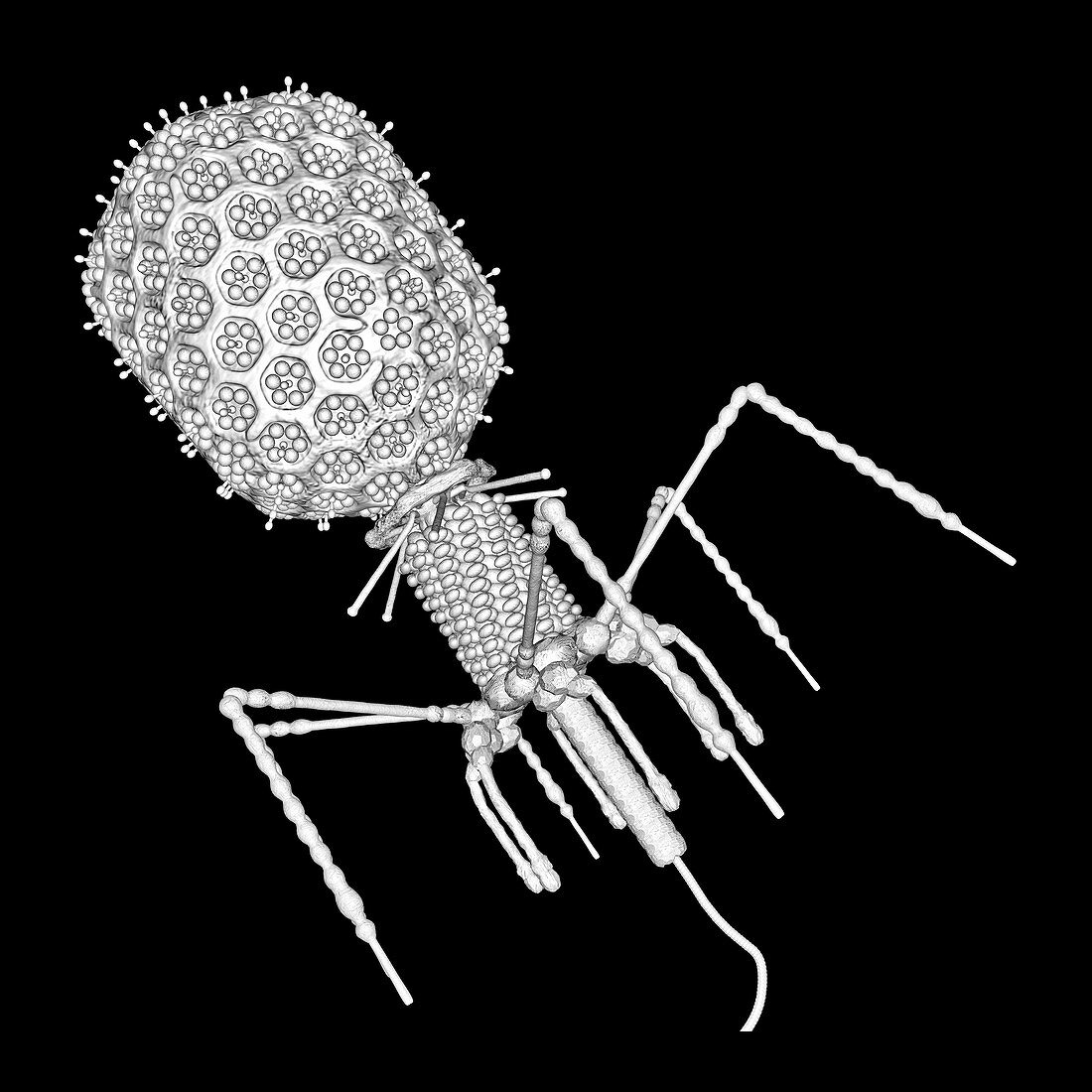Bacteriophage T4,illustration