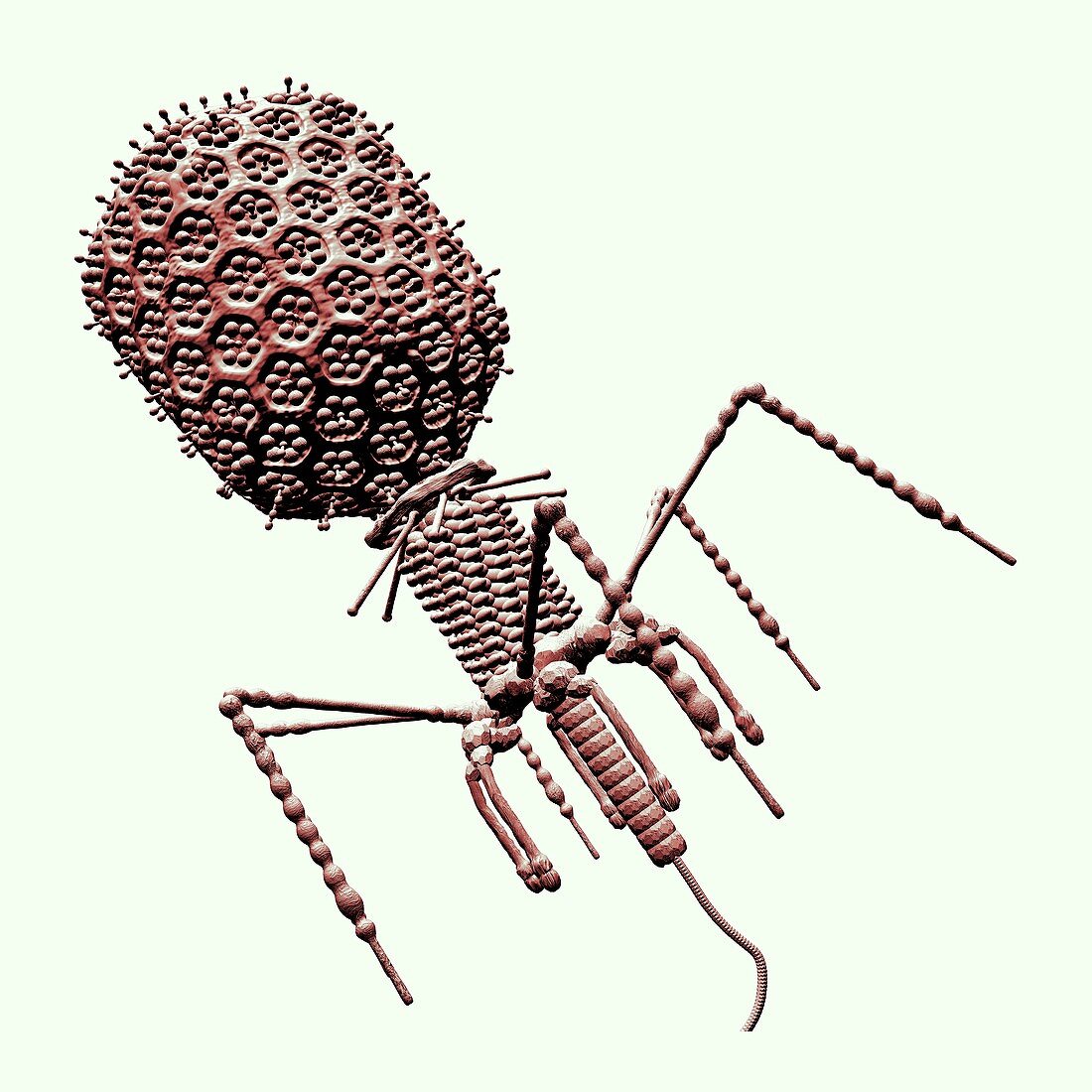 Bacteriophage T4,illustration