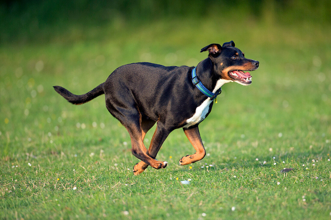 Bull terrier crossbreed dog