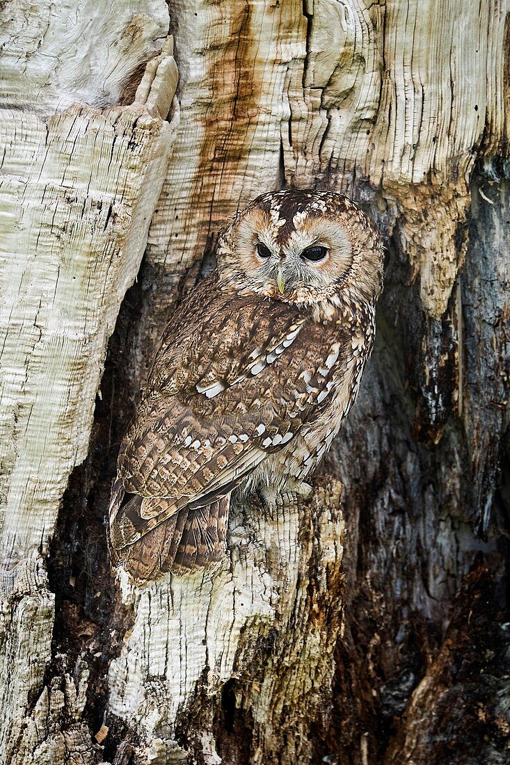 Tawny owl camouflaged in tree
