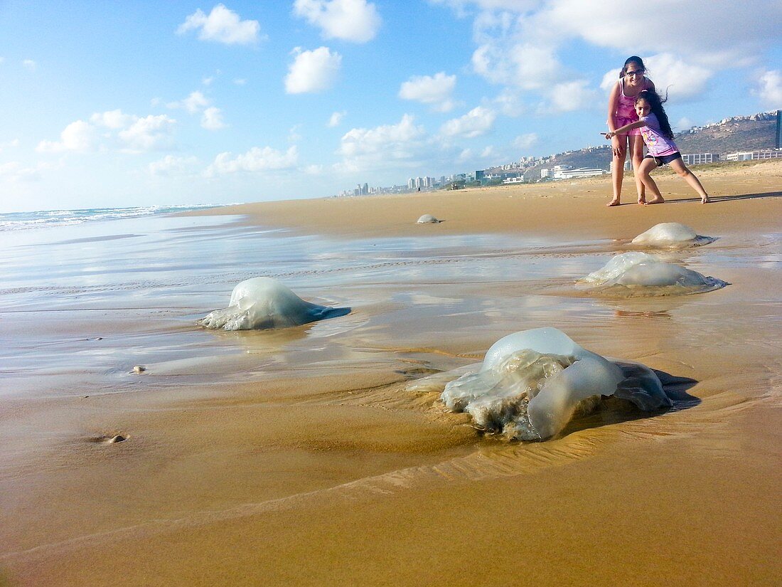 Jellyfish on the beach