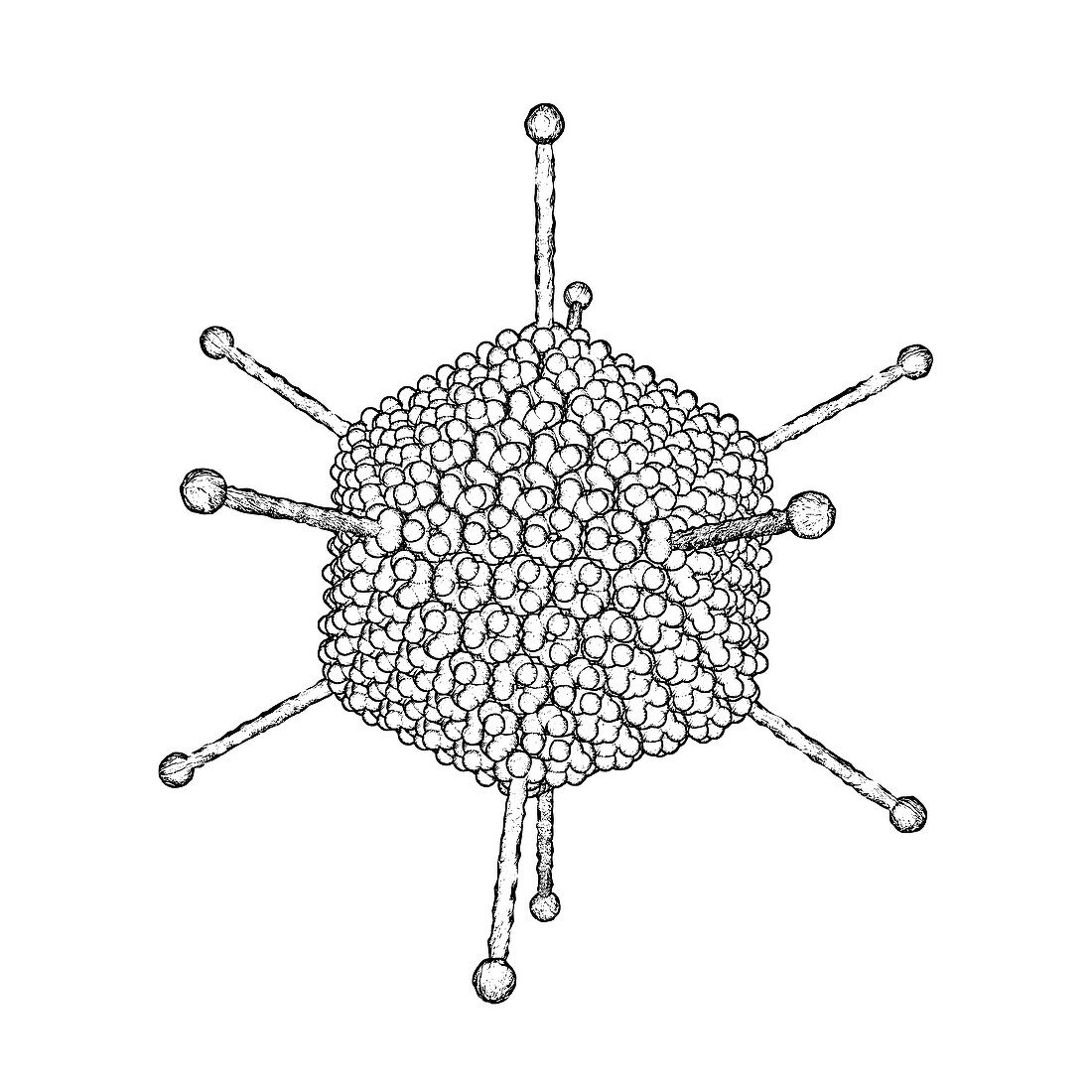 Adenovirus,artwork