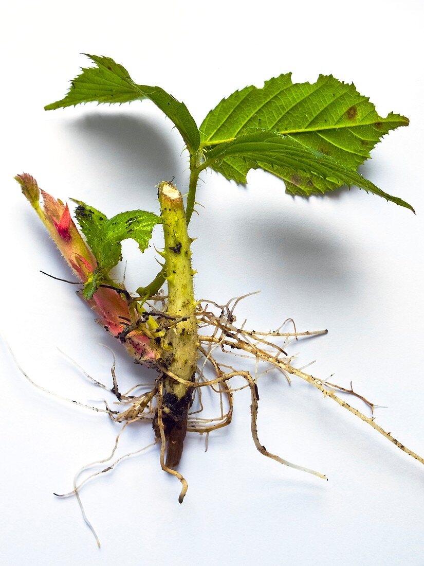 Bramble stem,foliage and root system