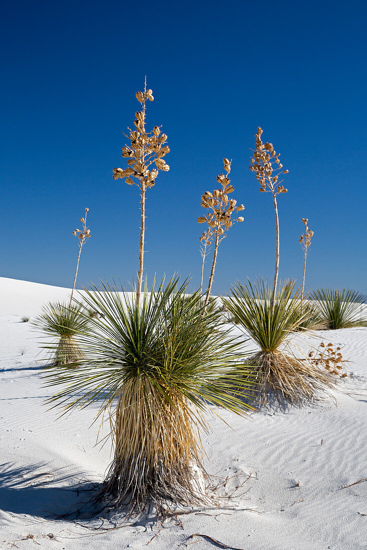 Yucca (Yucca elata) plants