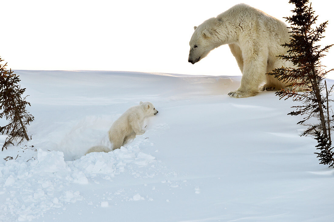 Polar bear mother and cubs