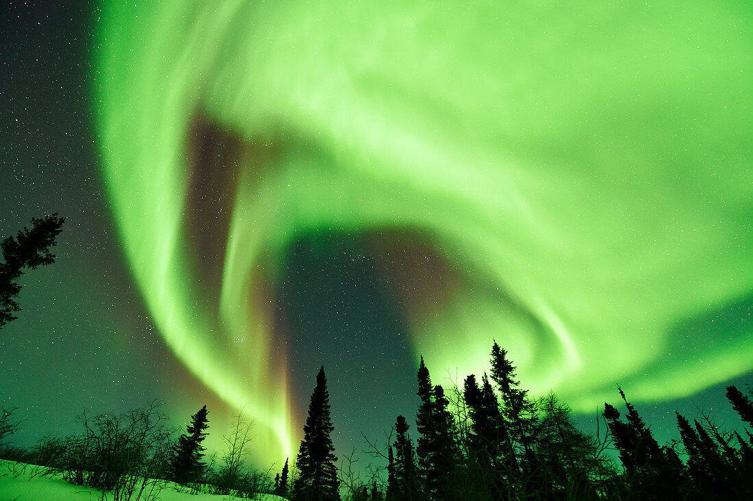 Aurora borealis over trees