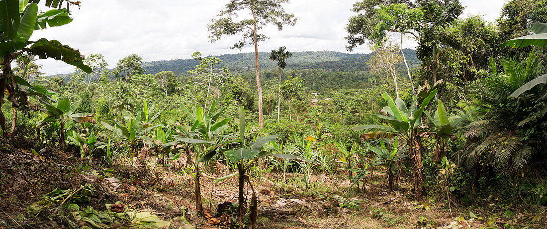 Cultivated clearing in Amazon,Ecuador