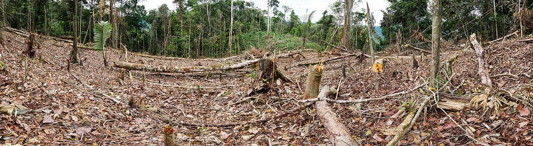 Rainforest cleared to plant crop,Ecuador