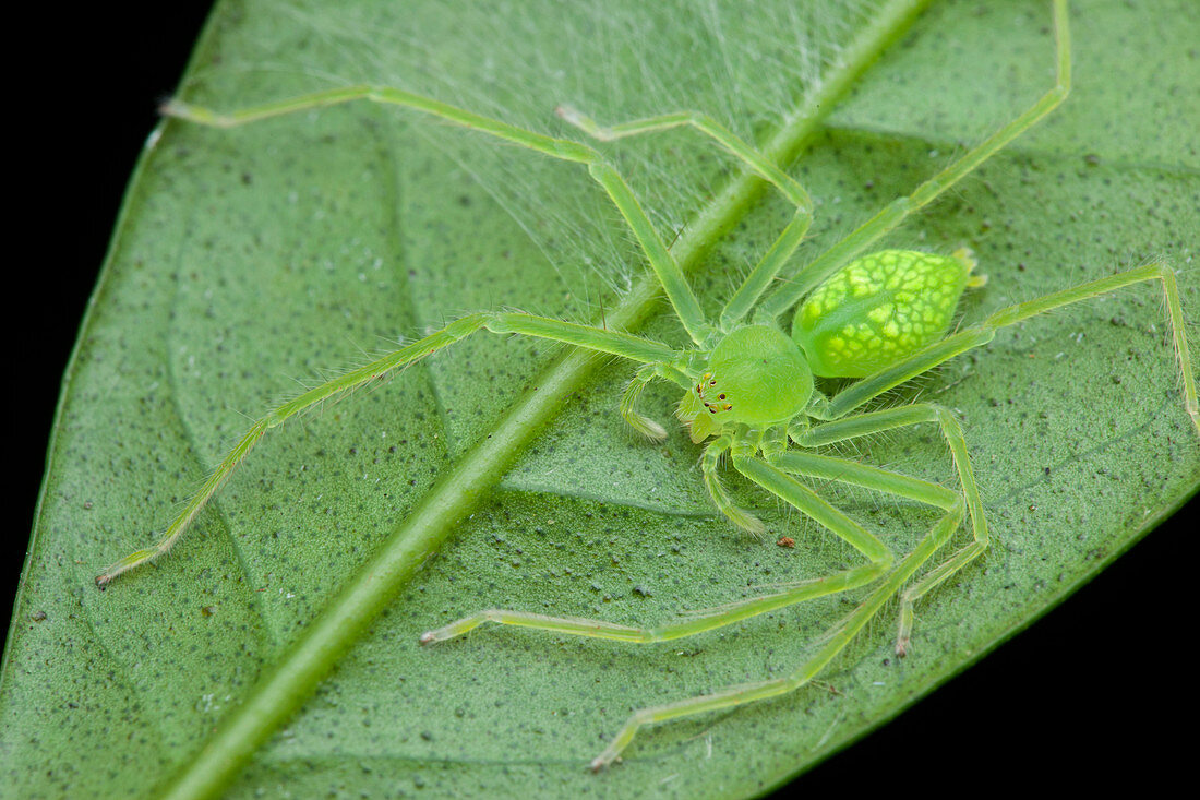 Huntsman spider on leaf
