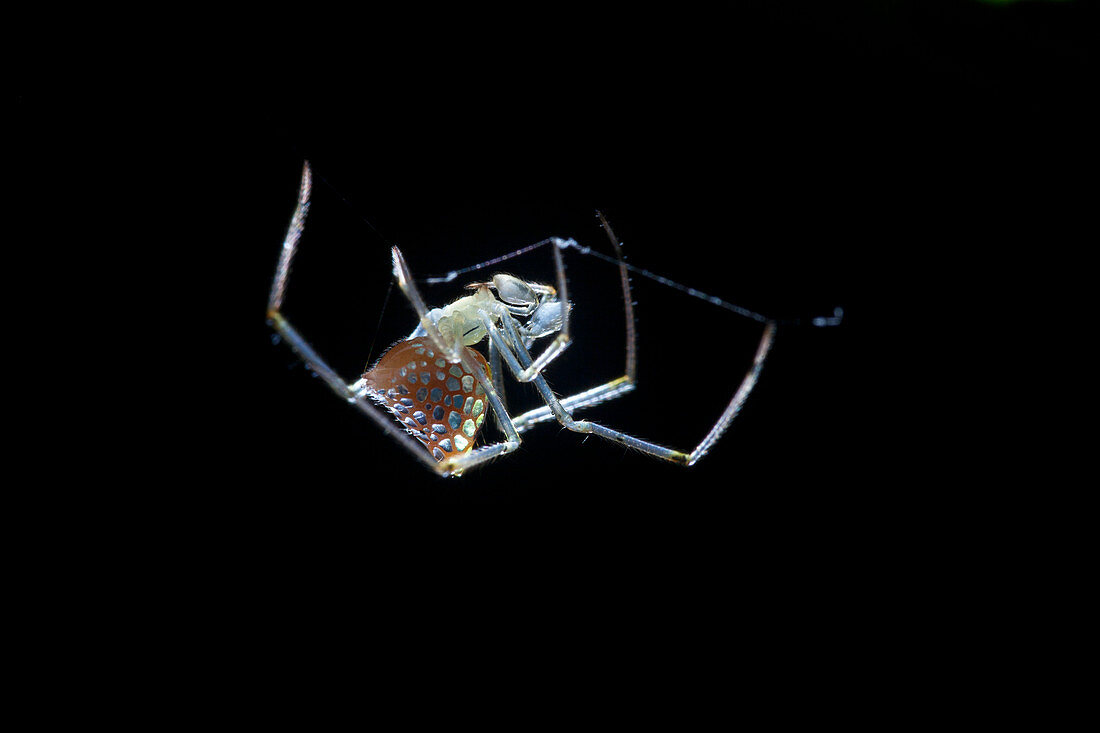 Mirror comb-footed spider