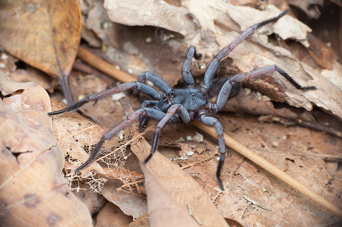 Tube trapdoor spider