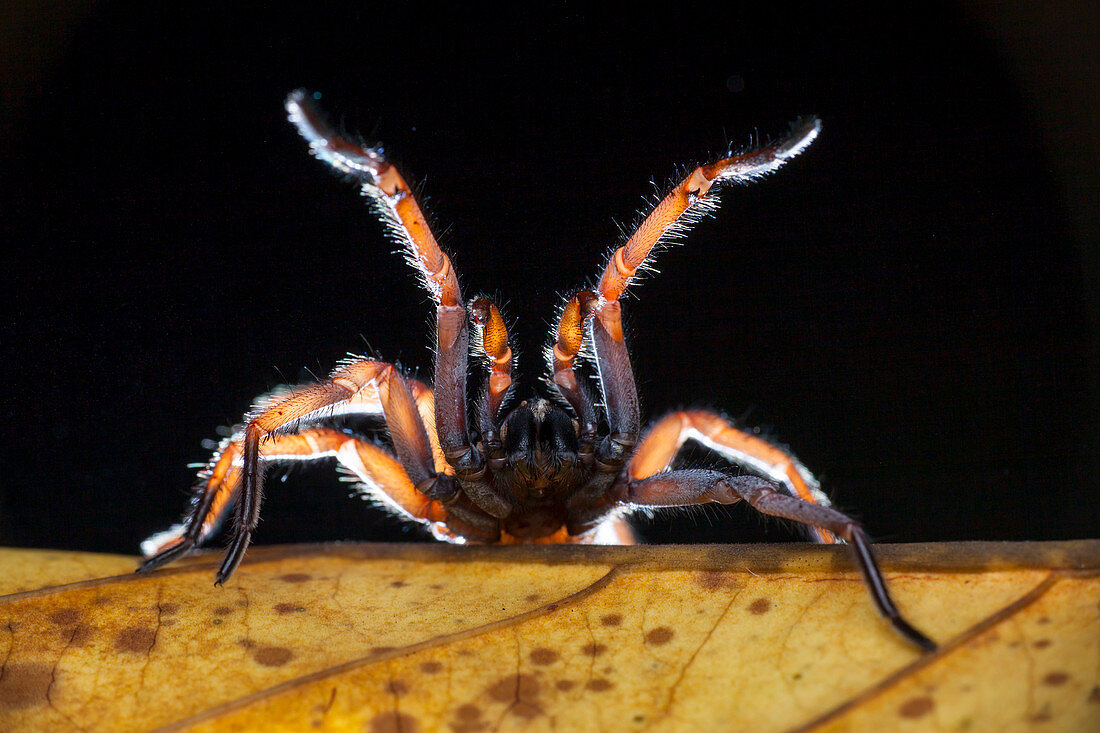 Tube trapdoor spider