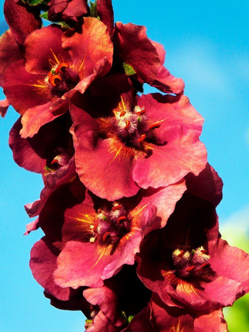 Verbascum 'Cherry Helen' flowers