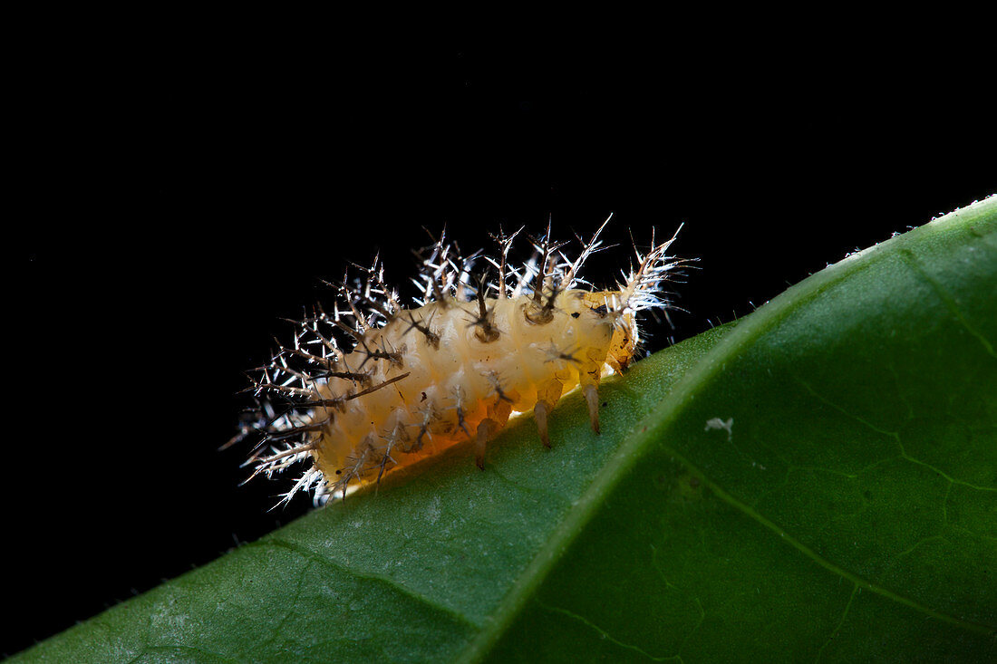 Cup moth caterpillar