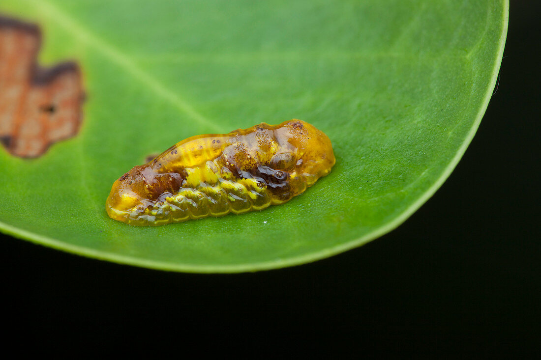 Moth slug caterpillar