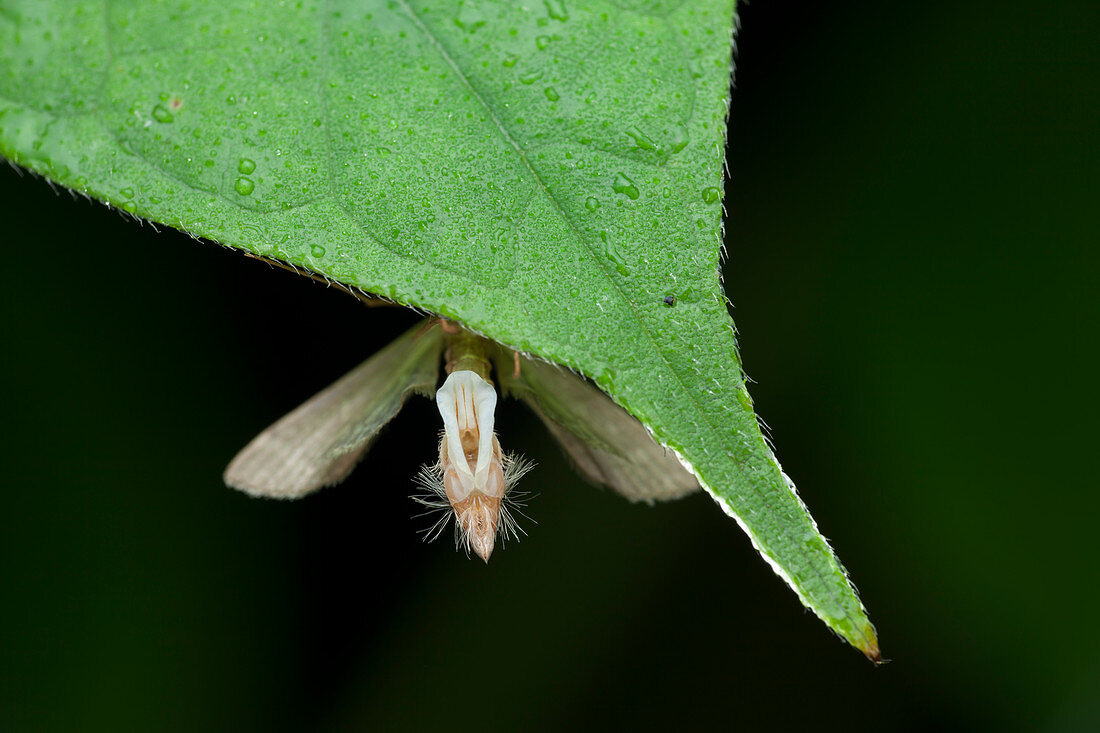Moth releasing pheromones