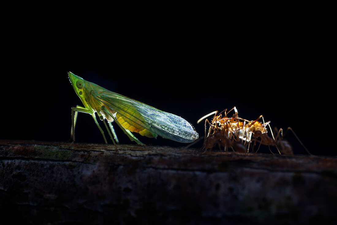 Ants milking a planthopper